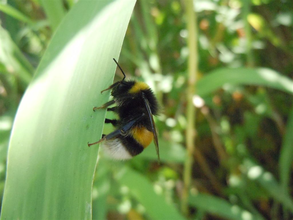 Bombus terrestris?